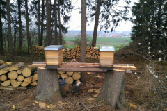 Wirtschaftsvölker im Wald